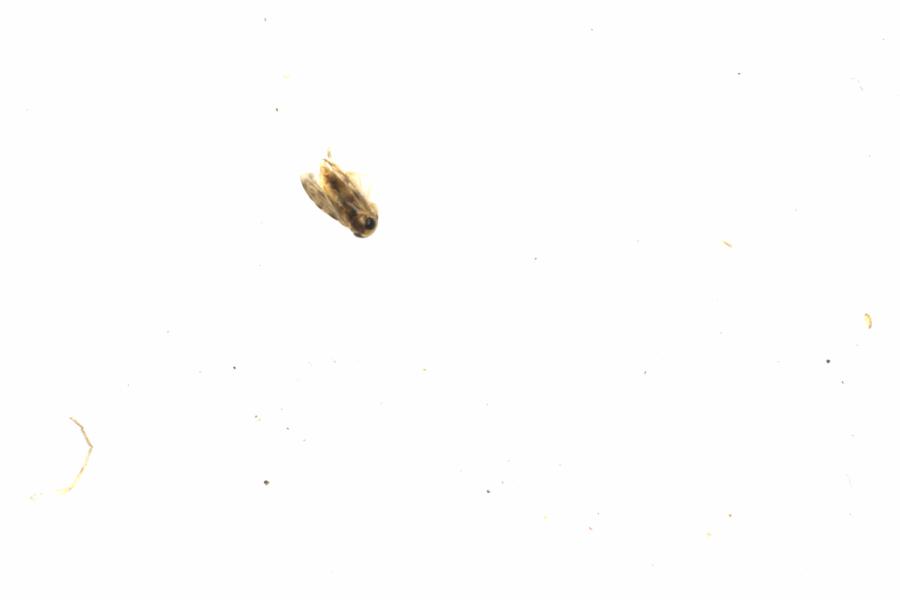 Fullscreen Image