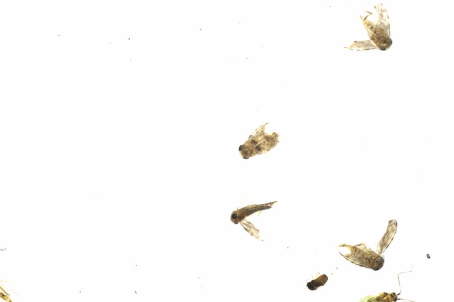 Fullscreen Image
