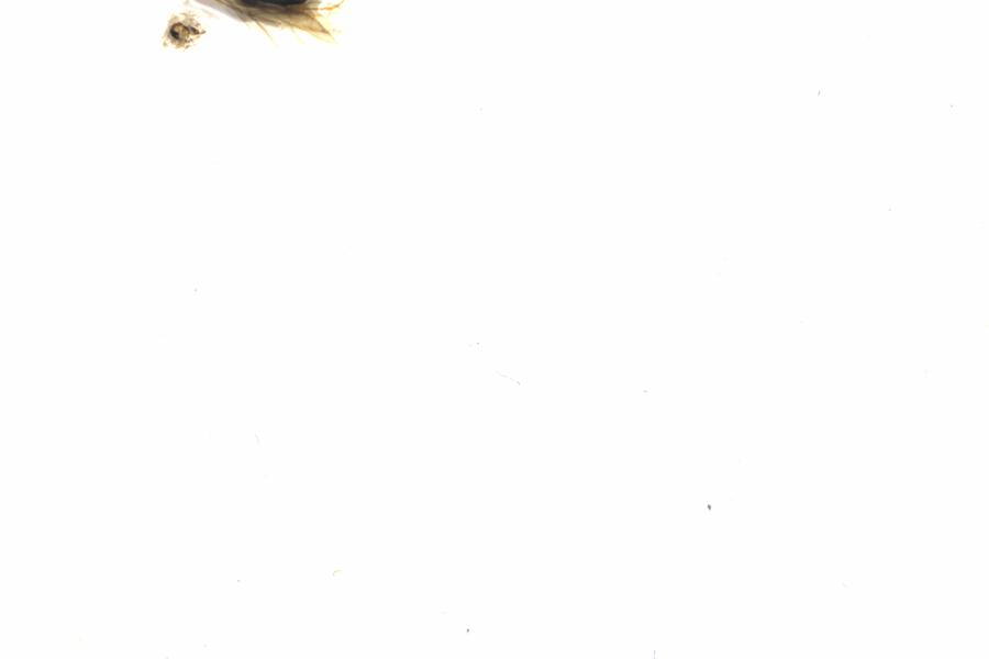 Fullscreen Image