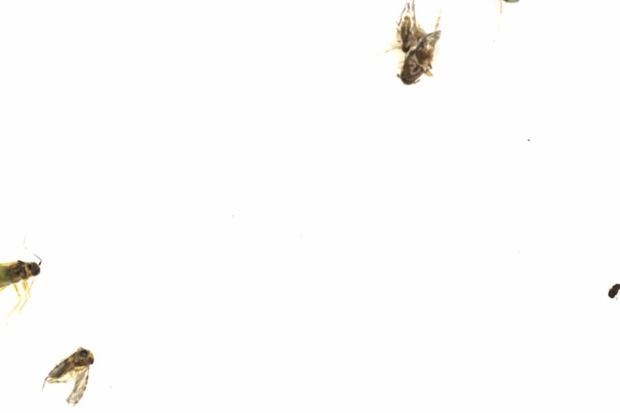 Fullscreen Image