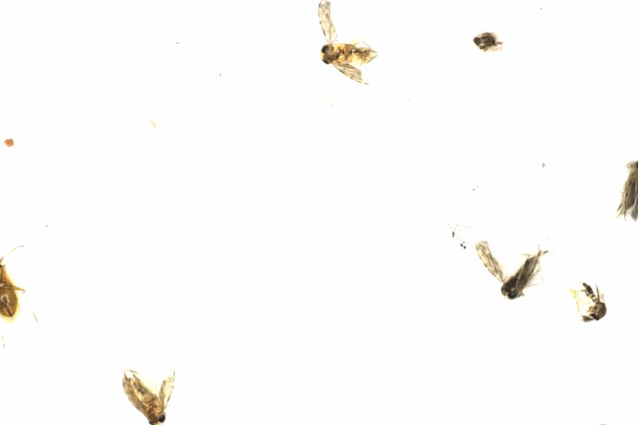 Fullscreen Image