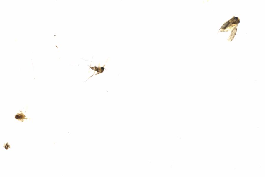 Fullscreen Image