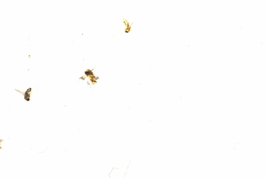 Fullscreen Image