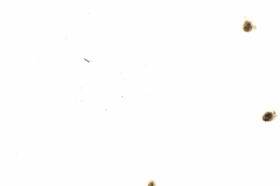 Fullscreen Image