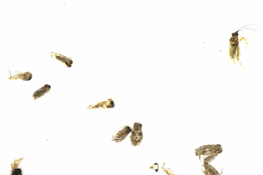 Fullscreen Image