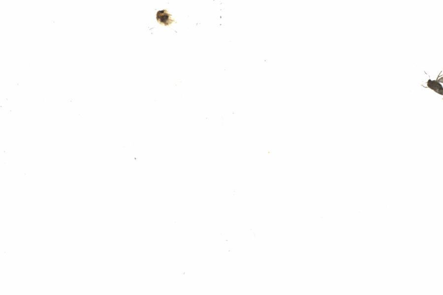 Fullscreen Image