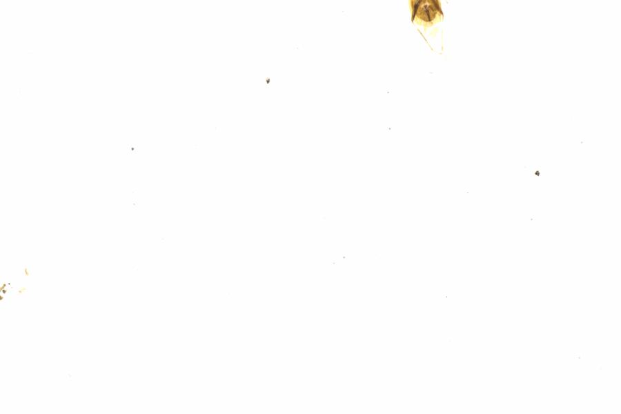 Fullscreen Image