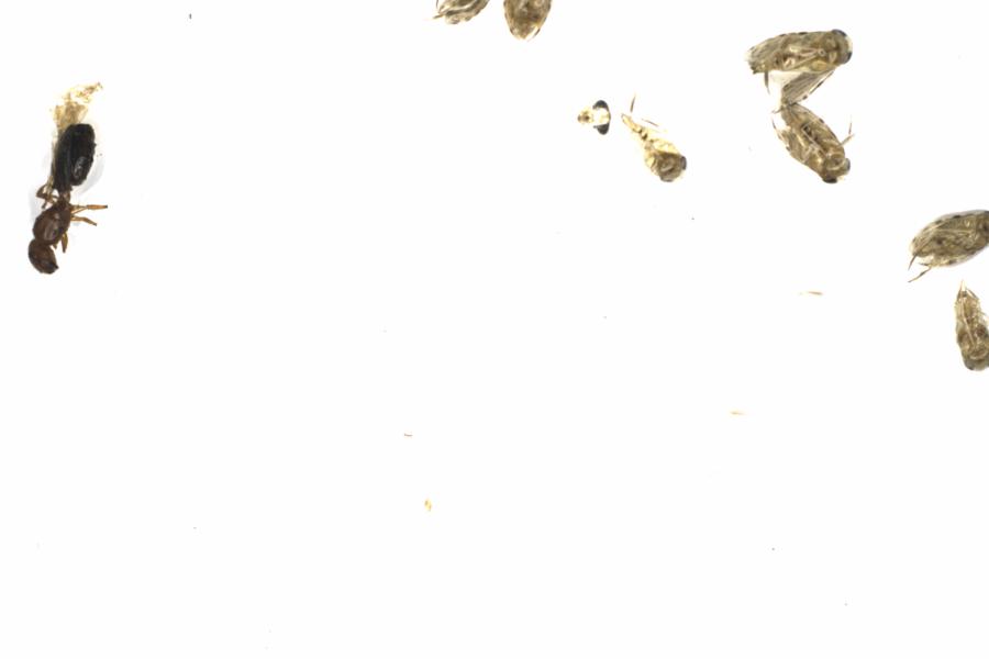 Fullscreen Image