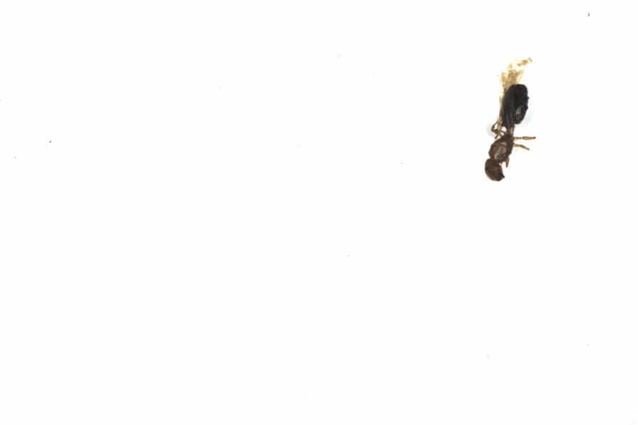 Fullscreen Image