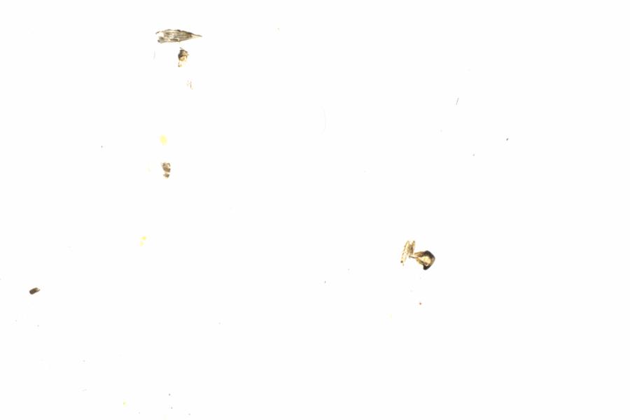 Fullscreen Image