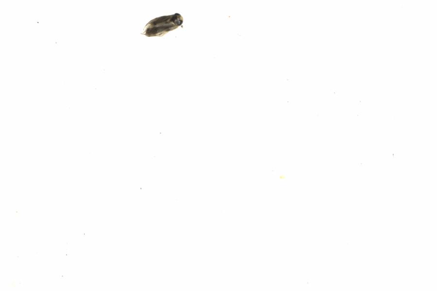 Fullscreen Image