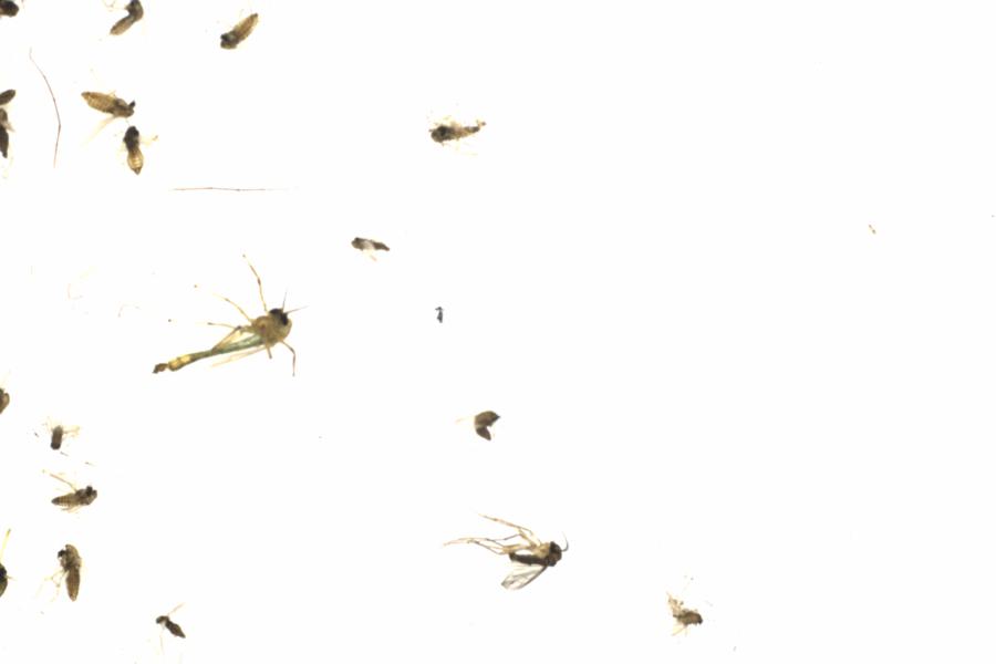 Fullscreen Image