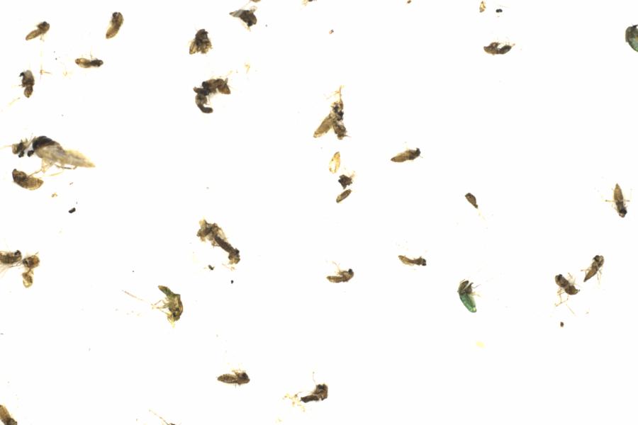 Fullscreen Image