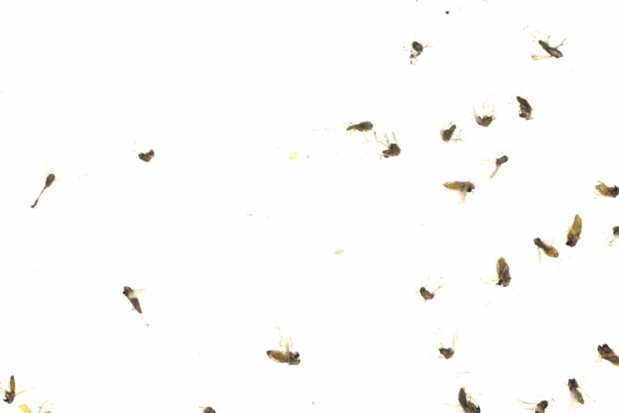 Fullscreen Image