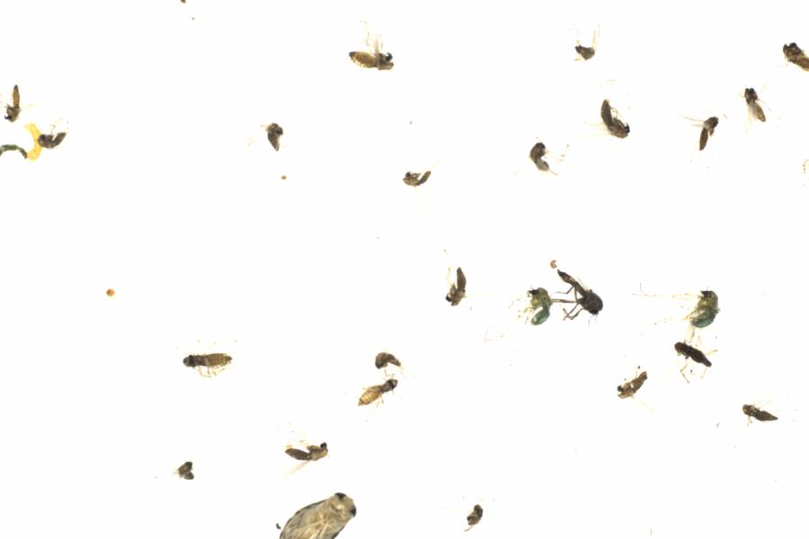 Fullscreen Image