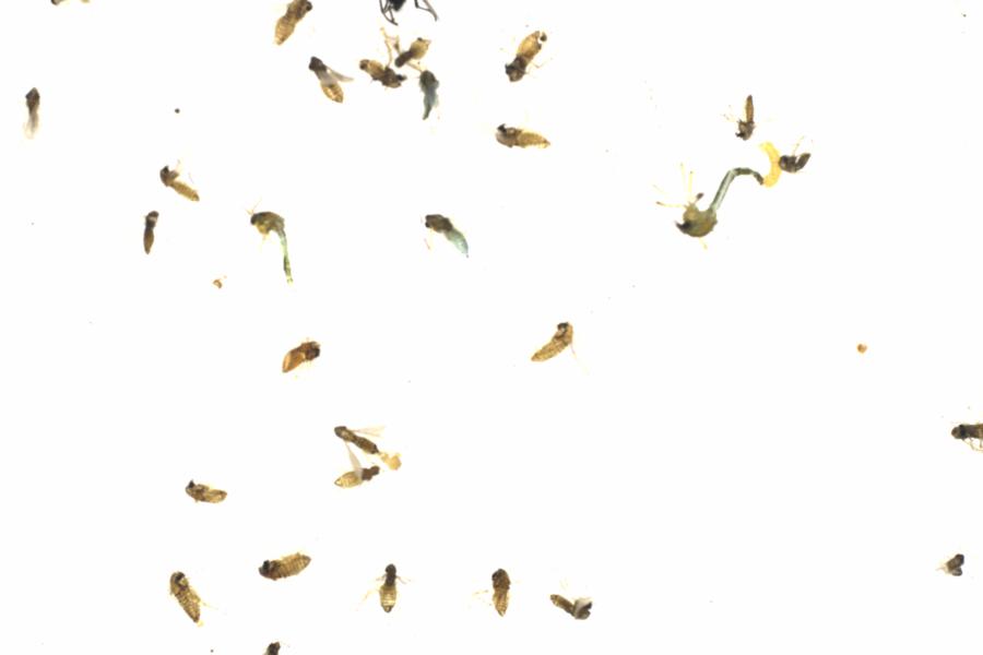 Fullscreen Image