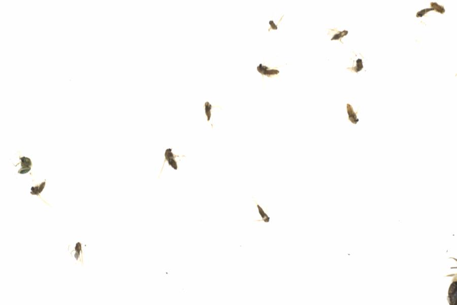 Fullscreen Image