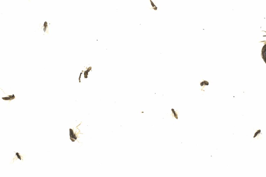 Fullscreen Image