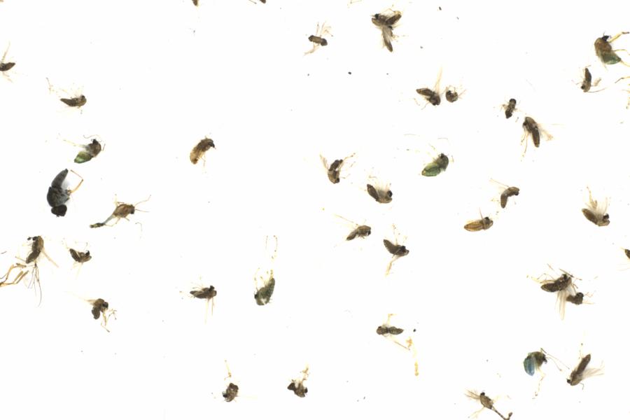 Fullscreen Image