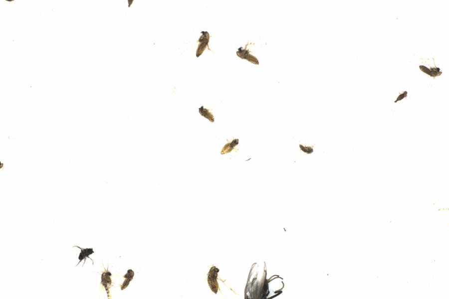 Fullscreen Image