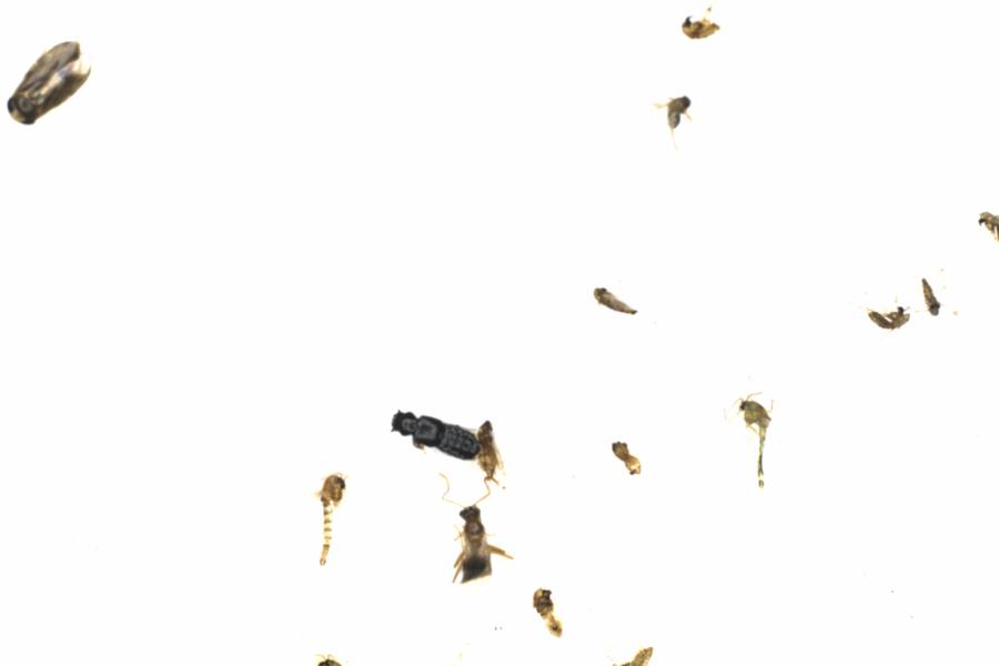 Fullscreen Image