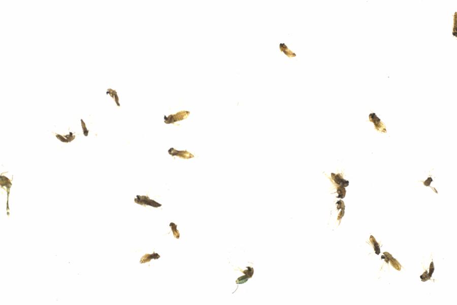 Fullscreen Image