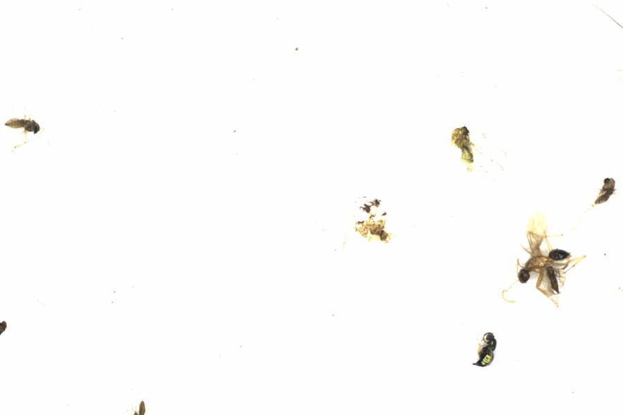 Fullscreen Image