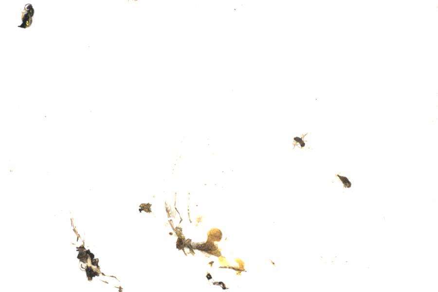 Fullscreen Image