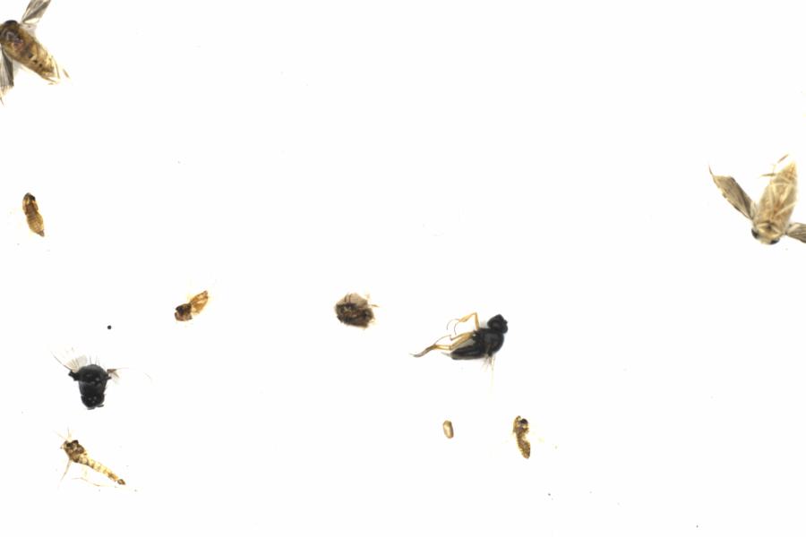 Fullscreen Image