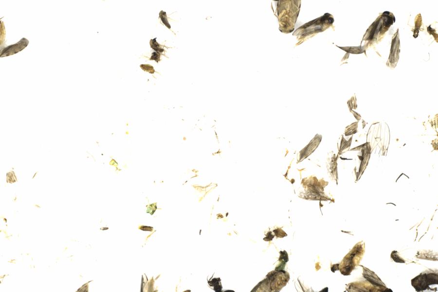 Fullscreen Image