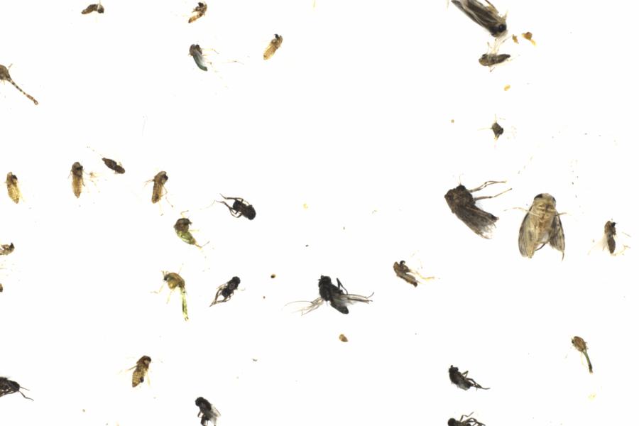 Fullscreen Image