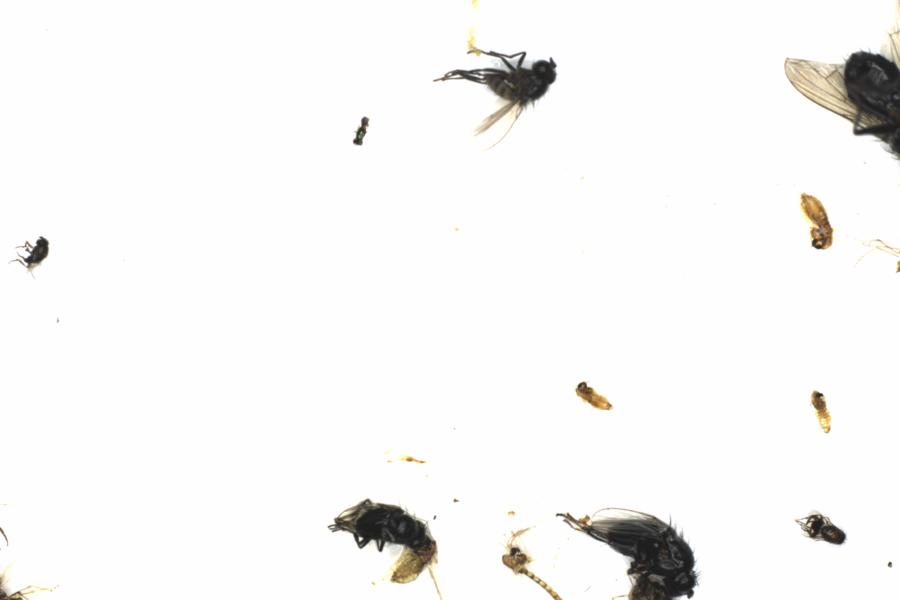 Fullscreen Image