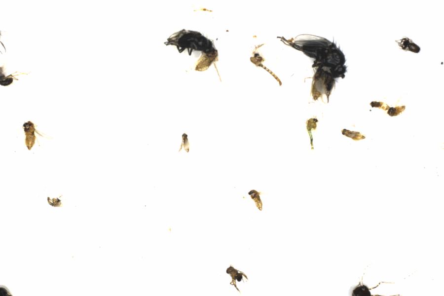 Fullscreen Image