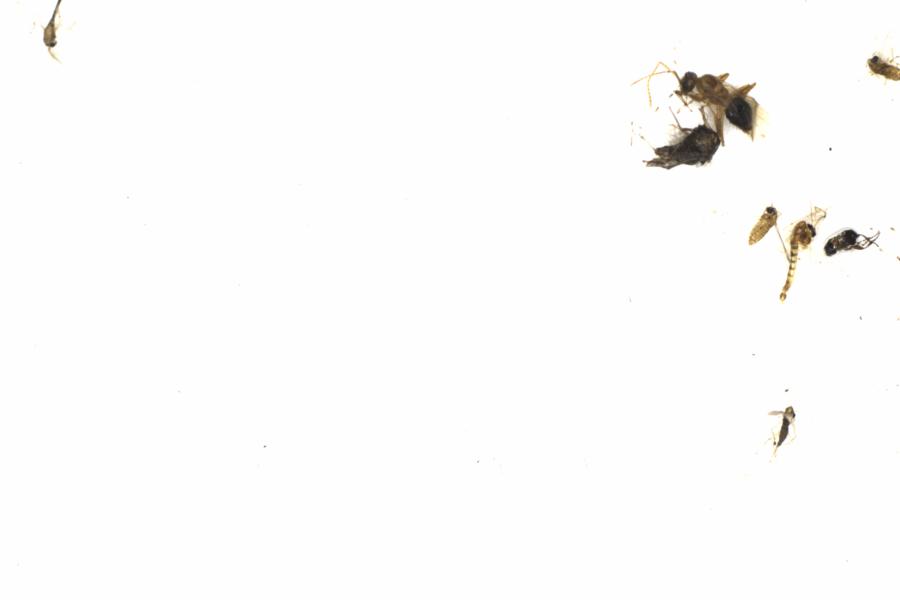 Fullscreen Image