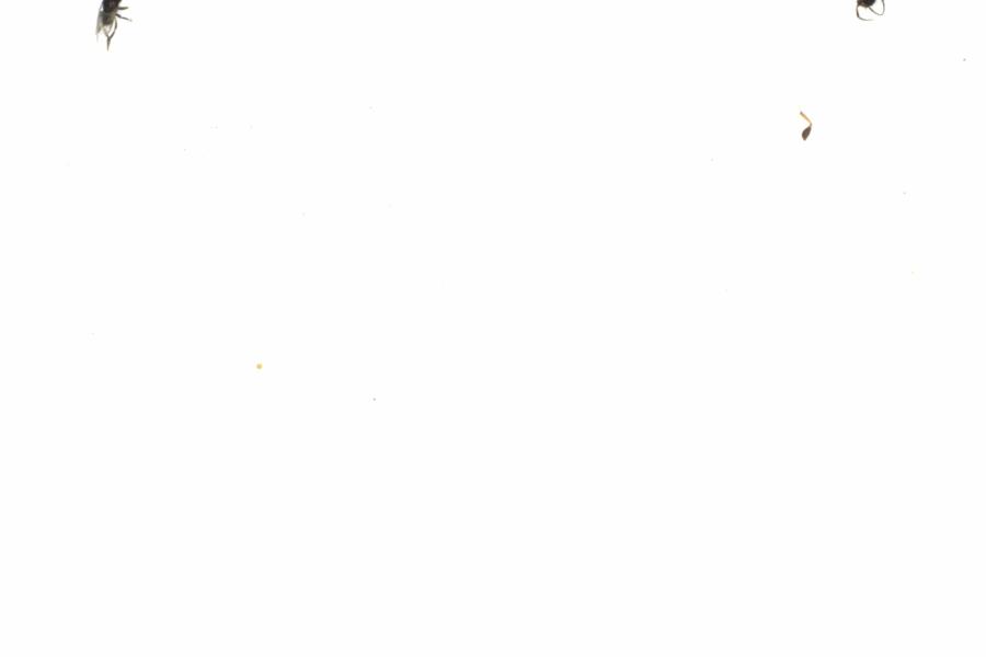 Fullscreen Image