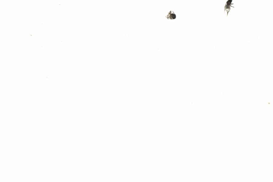 Fullscreen Image