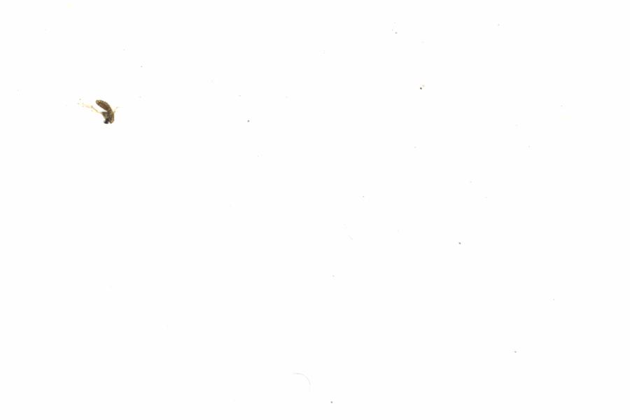 Fullscreen Image